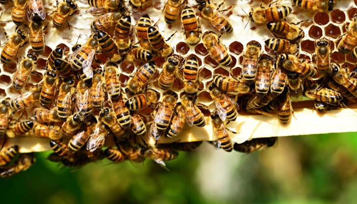Решението идва на фона на факта, че в световен мащаб популацията на пчелите намалява с обезпокоителни темпове