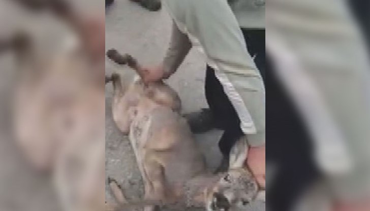 Животното е имало рани от ухапвания Животното е имало рани от ухапвания