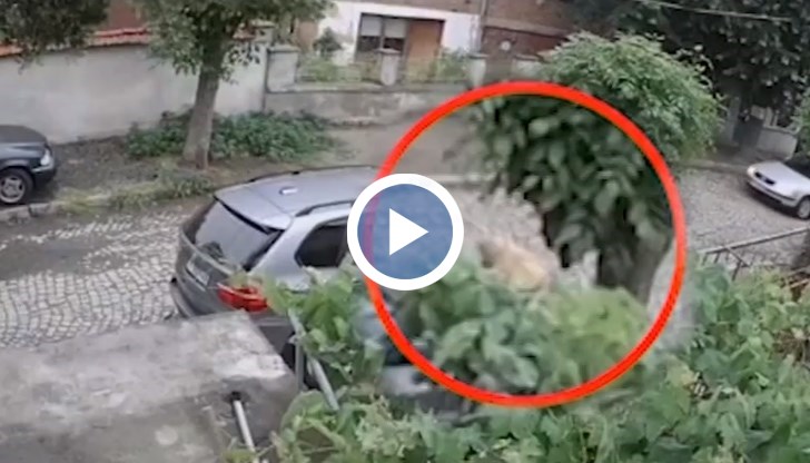 Защо човек би проявил подобна жестокост?