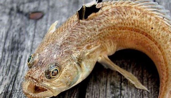 Отровният морски дракон парализира нервната система