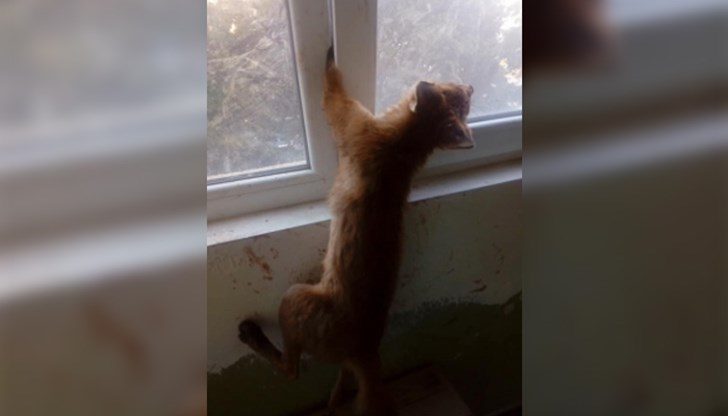 Животното висяло провесено за едната лапа и отчаяно се мъчело да се освободи