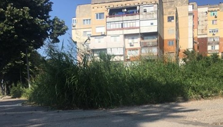 Междублоковите пространства в крайния квартал на Русе са обрасли с треви и плевели, високи над 2 метра
