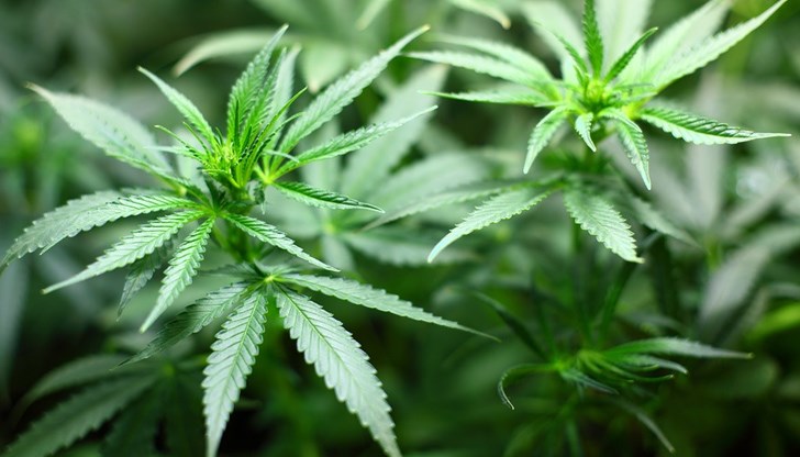 Не е известно кой я е засял Не е известно кой я е засял