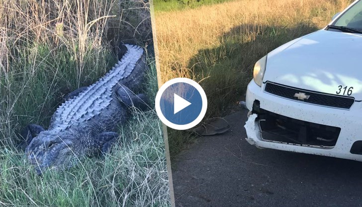Вижда се как алигаторът лежи в тревата с отхапаната част от колата