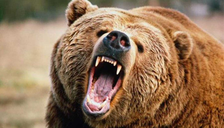 Николай бил нападнат изненадващо от звяра