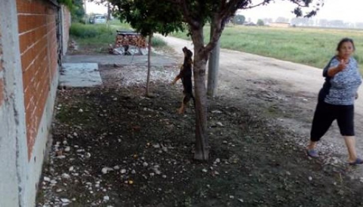 Зверството се е случило в Раковски