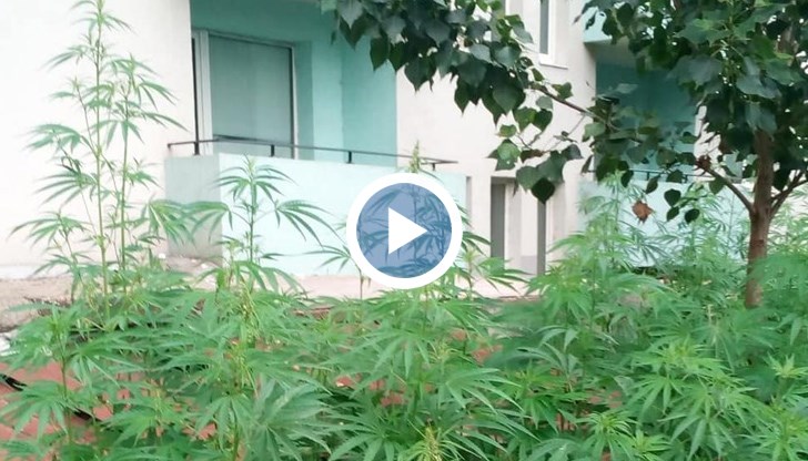 Община Видин съобщи, че е започнало усилено косене на тревните площи