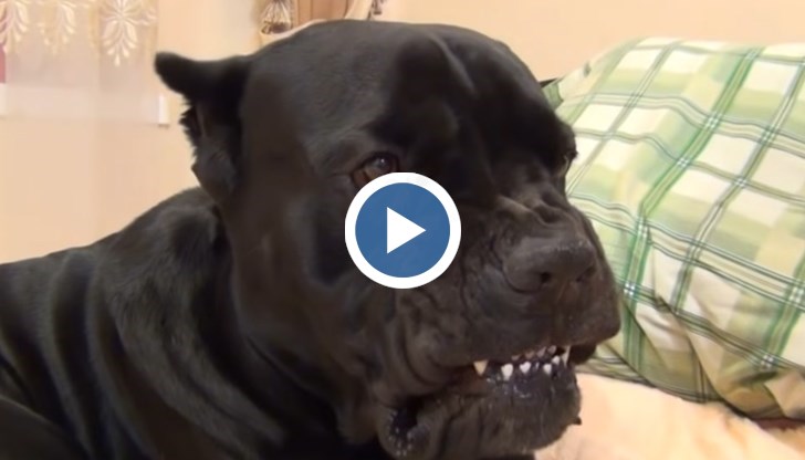 Арестуваха собственика на кучетата