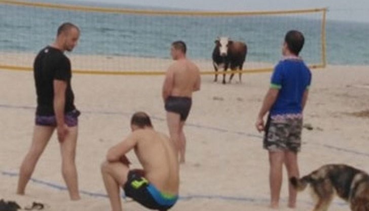 Цапат, миришат и никой не почиства след тях, на кого са никой не знае, оплака се плажуваща