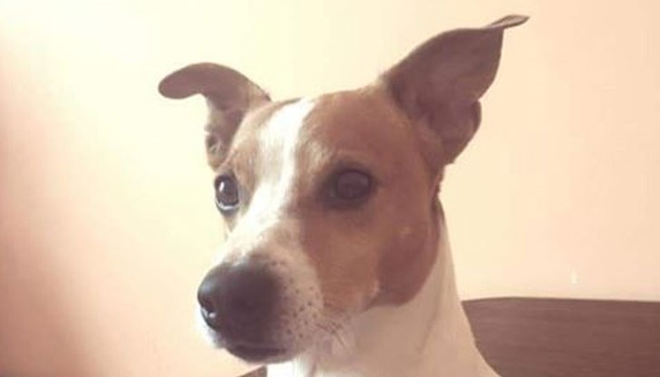 Стопанинът на кучето призовава всеки, който има информация да се свърже с него