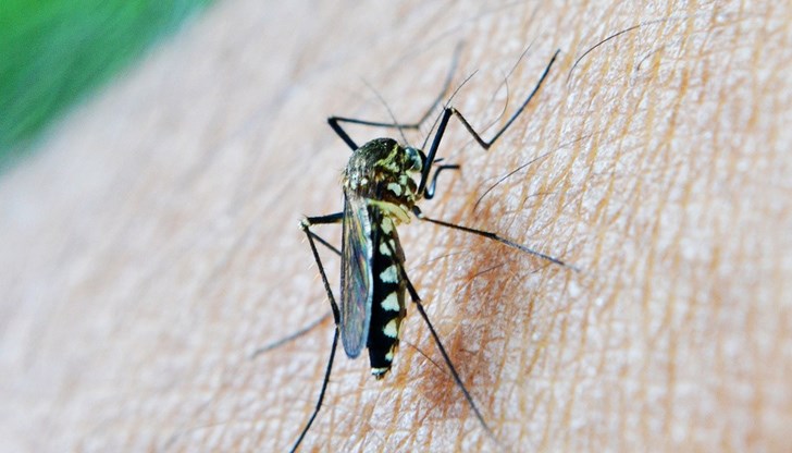Млечната киселина е сред най-сигурните притегателни центрове за комарите