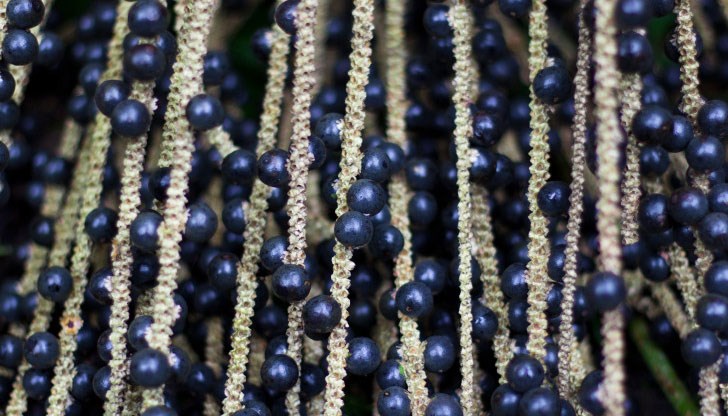 Легендата разказва, че палмата, на която расте акай бери, била открита от дъщерята на племенен индиански вожд