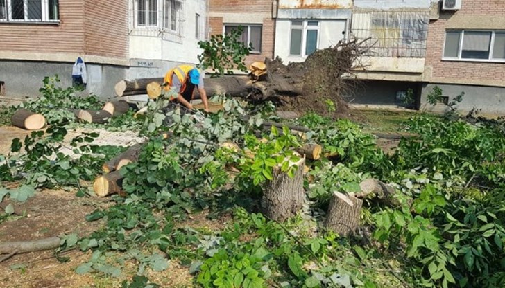 Дървото е паднало заради силната буря, която връхлетя града вчера