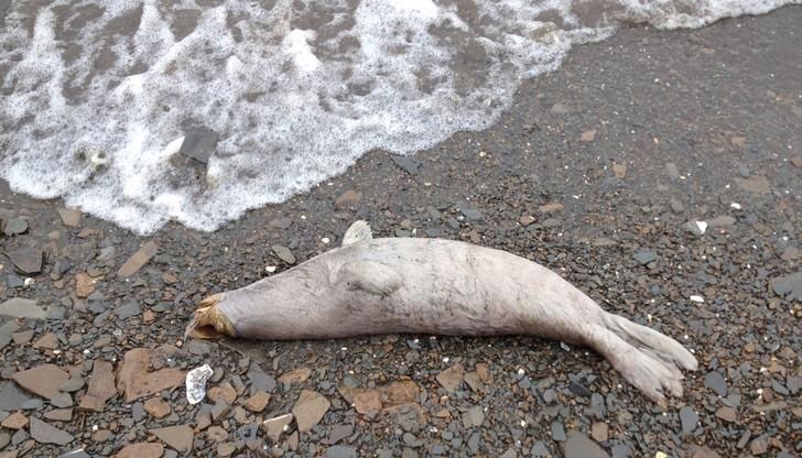 Причината за гибелта им за сега не е известна