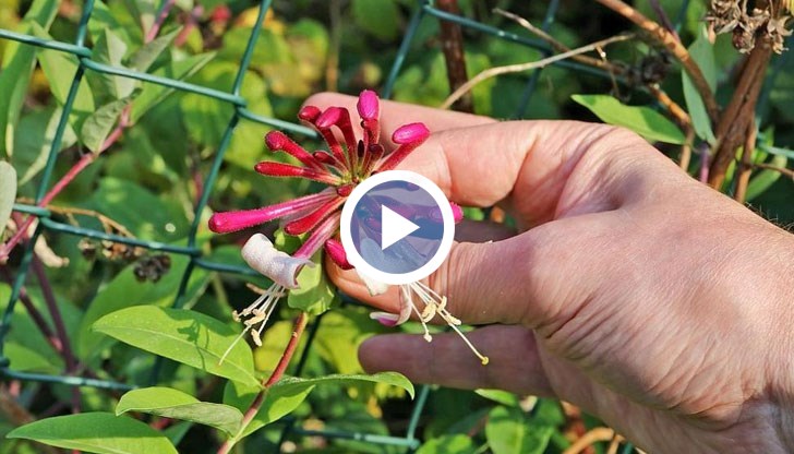 Растението пречиства съзнанието от тежките грижи, а също така неутрализира вредните влияния на миналото и зарежда с енергия за настоящето