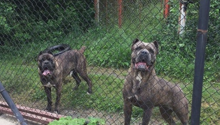 Според треньор тази порода кучета трябва да имат контрол и надзор, не могат да бъдат оставени сами Според треньор тази порода кучета трябва да имат контрол и надзор, не могат да бъдат оставени сами