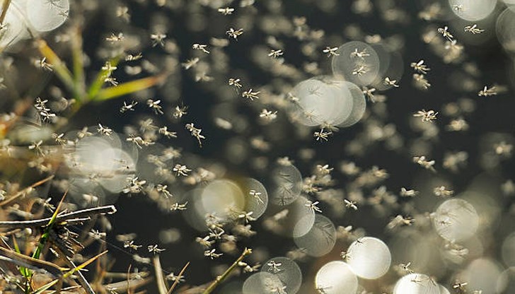За жителите на Русе комарите тази година са истински кошмар