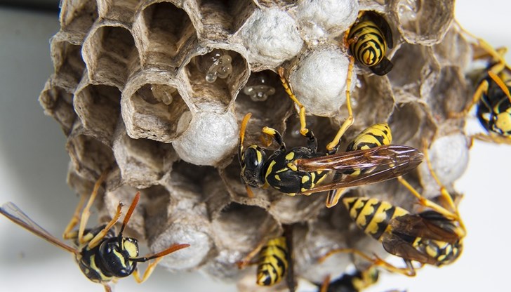 Опасните насекоми се нароили в цепнатина на сградата Опасните насекоми се нароили в цепнатина на сградата