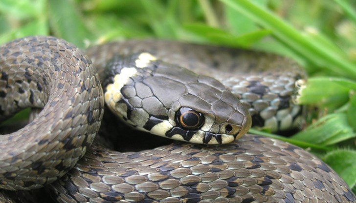 Водни змии във Видин е имало винаги, но тази година популацията им е по-висока