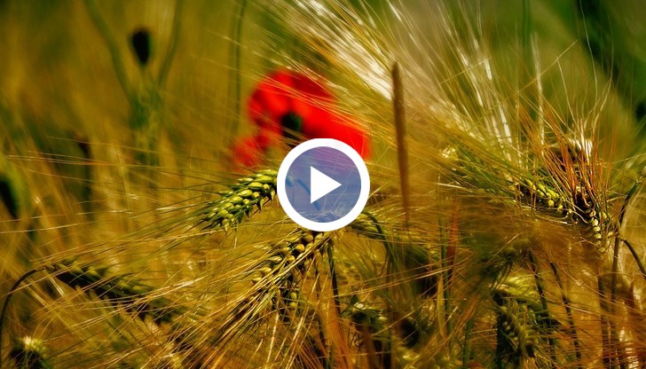 Обширни площи с пшеница са с влошени показатели