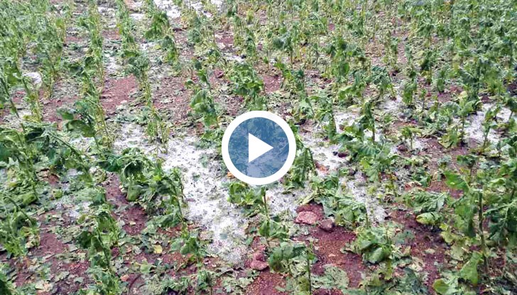 Някои стопани са загубили почти на 100% от реколтата от тютюн