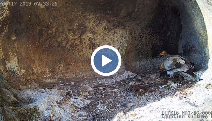 Две бебета египетски лешояди могат да бъдат наблюдавани на живо в гнездото с поставената камера за онлайн наблюдение