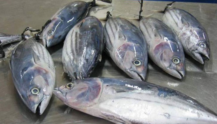 Рибарите не помнят такова чудо - рибите са с тегло от 1,200 – 1,500 кг.