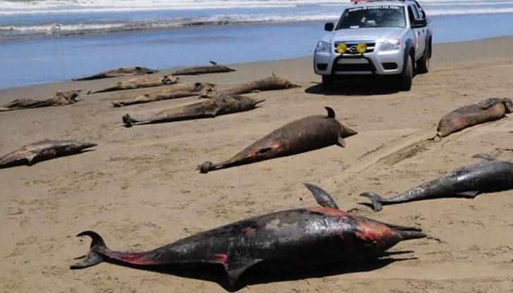 Само за последните дни на брега морето e изхвърлило телата на 481 делфина
