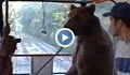 Да си спомним за времето, когато мечките се возеха в софийски трамвай