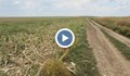 Земеделци в Русенско панически бързат да продадат житото си