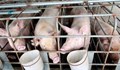 Смениха мястото за загробване на животните от свинекомплекса в Бръшлен