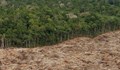 Обезлесяването в Колумбия е обхванало площ колкото 276 футболни стадиона