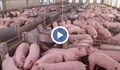 Продължава умъртвяването на прасета в свинекомплекса в Николово