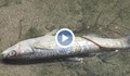 Килограми мъртва риба в язовир Шипот