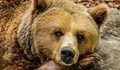 Разрешиха отстрела на 3 проблемни мечки в Смолянско