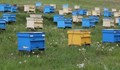 Разплетоха афера за 25 000 евро субсидии за пчелини в Стражица