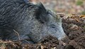 Първи случай на африканска чума при дива свиня и в община Лом