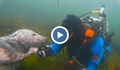 Тюлен и фотограф се здрависаха под вода