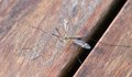 Жител на Лом: Вече ядем комари на закуска