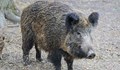 50 лева за отстреляна дива свиня в Русенско