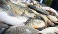 WWF: От днес ЕС ще разчита само на внос на риба и морски продукти