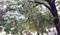 Екоексперти проверяват вековни дървета в Русе