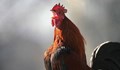 Швейцарски съд осъди петел да не кукурига през нощта