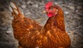 30 000 кокошки са изгорели при пожар в птицеферма
