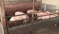 Спират проверките в свиневъдните стопанства в цяла България