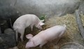 Свиневъди искат забрана за отглеждане на домашни прасета