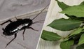 Прогонете хлебарките с дафинов лист