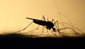 БАБХ:  Пръскането срещу комари продължава