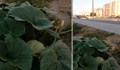 Тикви растат на най-новия булевард  във Варна