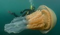 Заснеха гигантска медуза край плажа на Корнуел